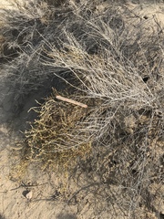 Haloxylon salicornicum
