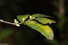 Saldinia proboscidea