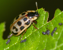 Chrysomela mainensis