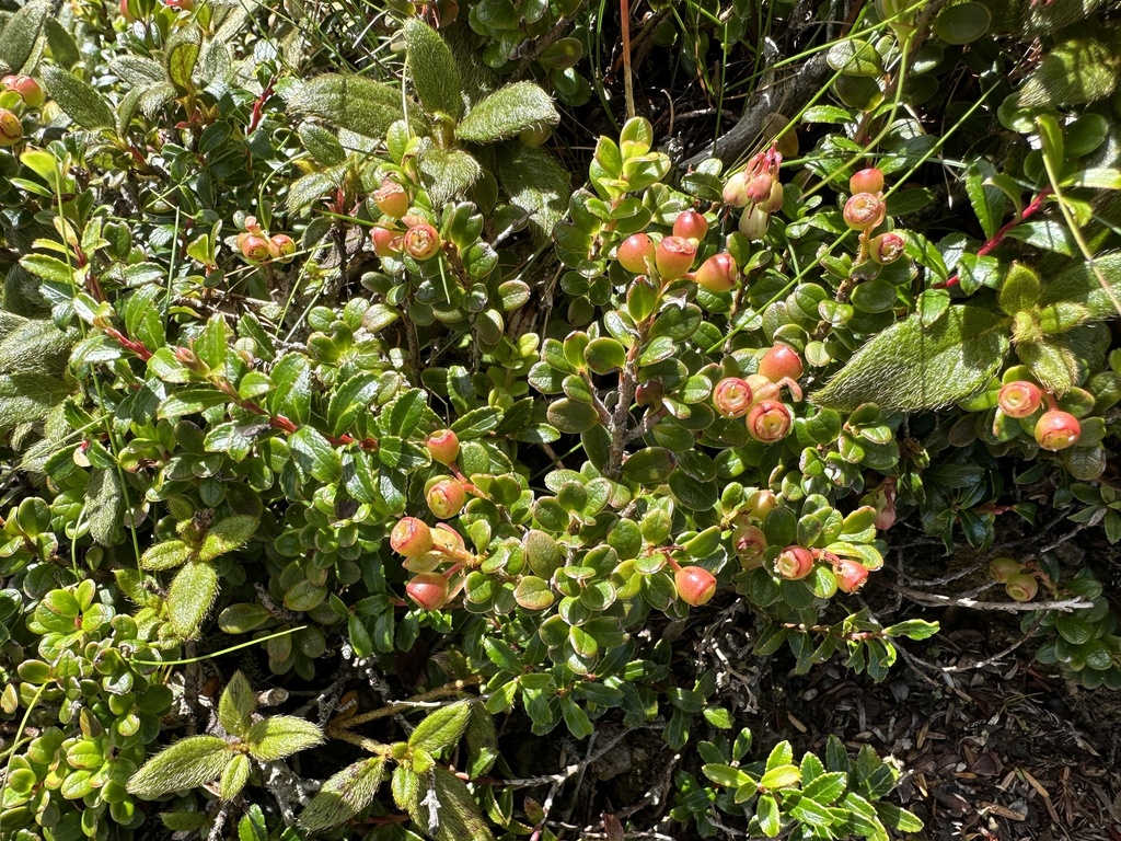Vaccinium delavayi (Vaccinium delavayi)