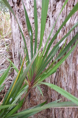 Dianella bambusifolia