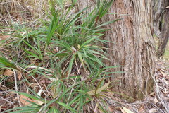Dianella bambusifolia