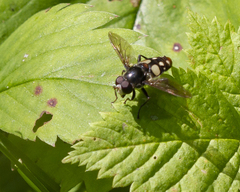 Sericomyia lata