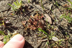 Crassula aquatica