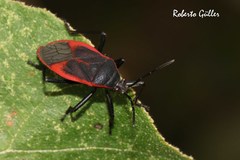 Largus rufipennis