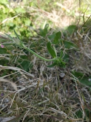 Silene gallica
