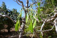 Gyrocarpus americanus