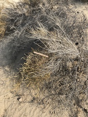 Haloxylon salicornicum