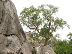 Gyrocarpus americanus