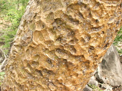 Gyrocarpus americanus