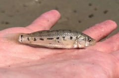 Striped Killifish photo 2