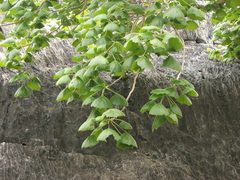 Gyrocarpus americanus