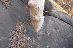 Gyrocarpus americanus