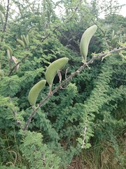 Vachellia hebeclada hebeclada