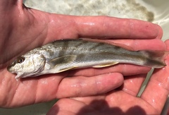 Menticirrhus saxatilis