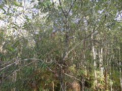 Persoonia stradbrokensis