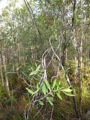 Persoonia stradbrokensis