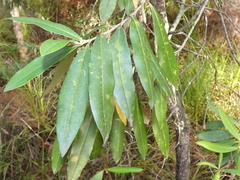 Persoonia stradbrokensis