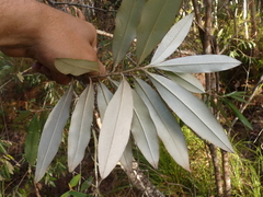 Persoonia stradbrokensis