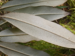 Persoonia stradbrokensis
