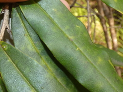 Persoonia stradbrokensis