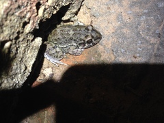 Leptodactylus bufonius