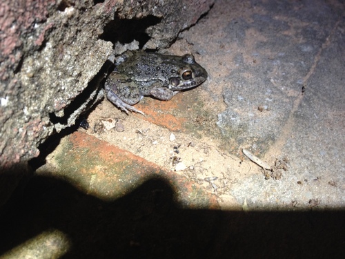 Leptodactylus bufonius