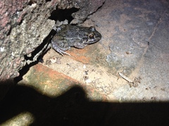 Leptodactylus bufonius