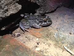 Leptodactylus bufonius