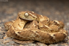 Common Cat Snake photo 2
