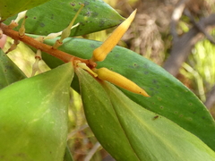 Persoonia stradbrokensis