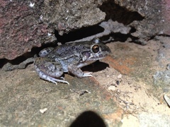 Leptodactylus bufonius