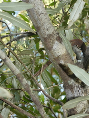 Persoonia stradbrokensis
