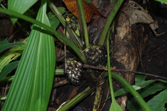 Molineria capitulata