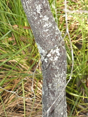 Persoonia stradbrokensis