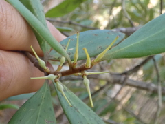 Persoonia stradbrokensis