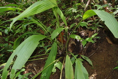 Molineria capitulata