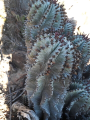 Euphorbia polygona
