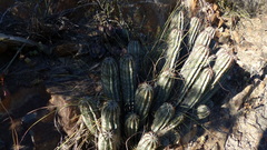 Euphorbia polygona