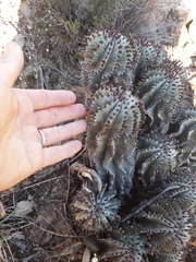 Euphorbia polygona
