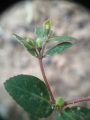 Euphorbia eichleri
