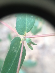 Euphorbia eichleri