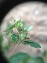 Euphorbia eichleri