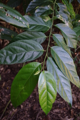 Gomphandra australiana