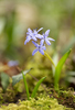 Alpine Squill - Photo (c) perrot71, some rights reserved (CC BY-NC)
