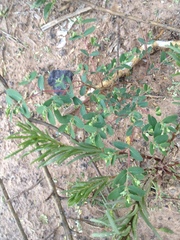 Euphorbia eichleri