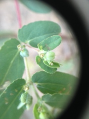 Euphorbia eichleri