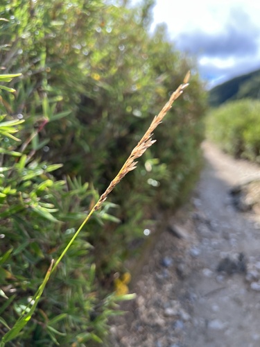 Anthoxanthum horsfieldii iNat (1)