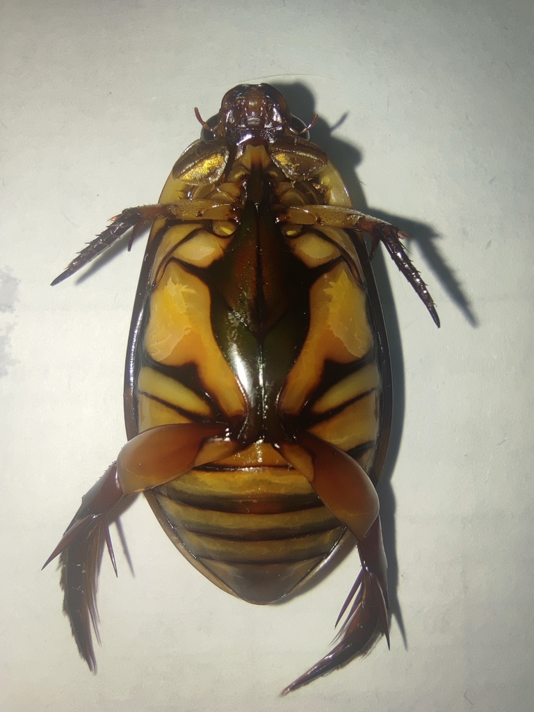 Golden Edge Diving Beetle