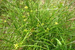 Tricoryne anceps